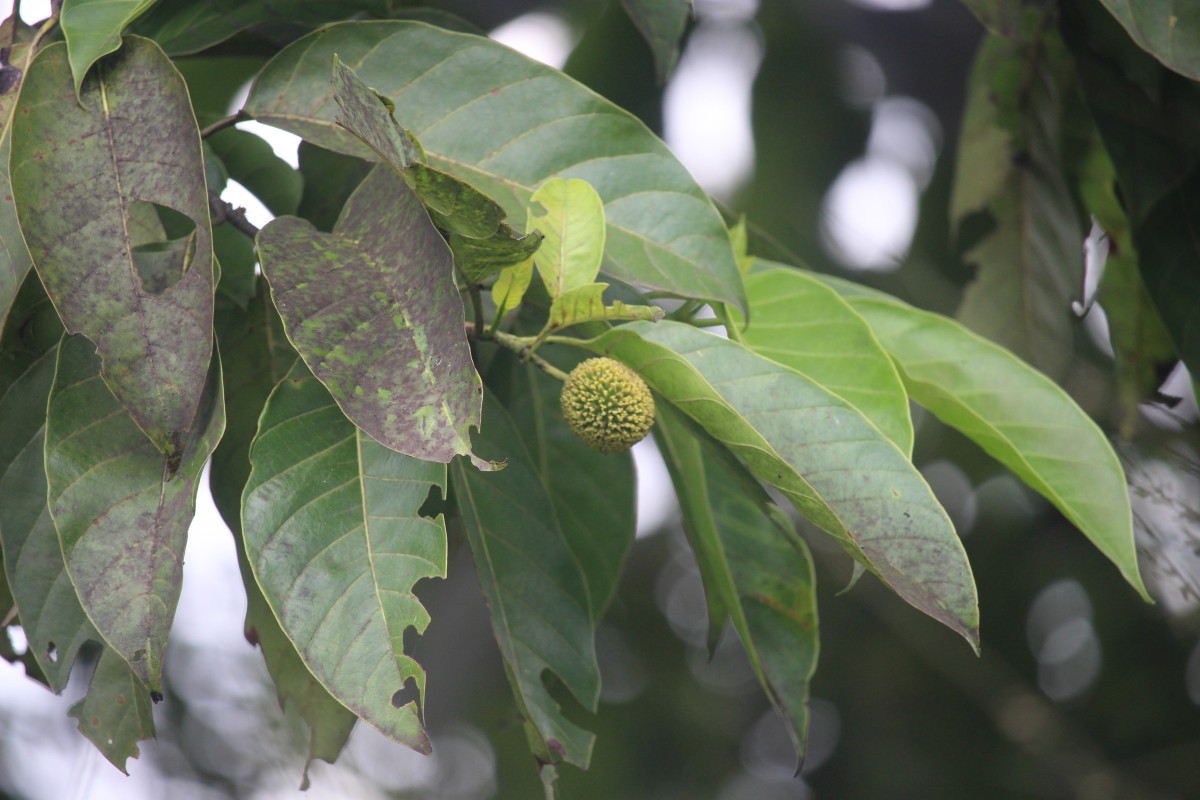 Neolamarckia cadamba (Roxb.) Bosser